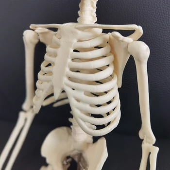 1 Бр 45 см Анатомическая Анатомия на Човека Модел на Скелета на Едро И в търговията на Дребно Плакат Учебна Помощ Анатомия модел на скелета на човека