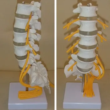 пятисекционная лумбална модел на гръбначния стълб с хвостовым кон нервом лумбална модел дискове на гръбначния стълб Модел на скелета акупресура на гръбначния стълб
